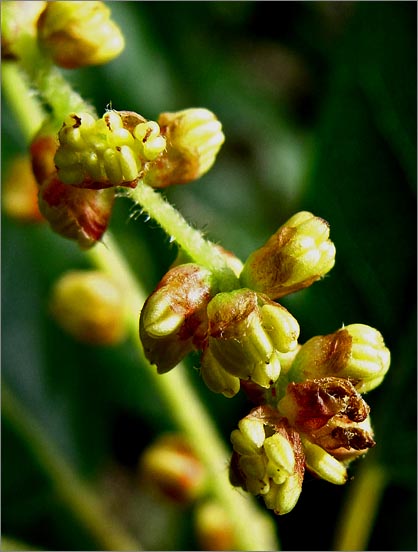 sm 277 Coast Live Oak.jpg - A close up shot of the male catkin, Coast Live Oak (Quercus agrifolia). Separate male & female flowers grow on the same tree.